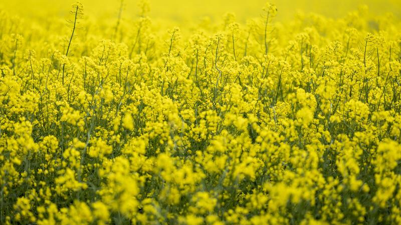 Das ganze Dorf im Smartphone Rapsblüte: Das Landleben ist erholsam für die Seele – und gut für die Augen. Foto: dpa/Frankenberg