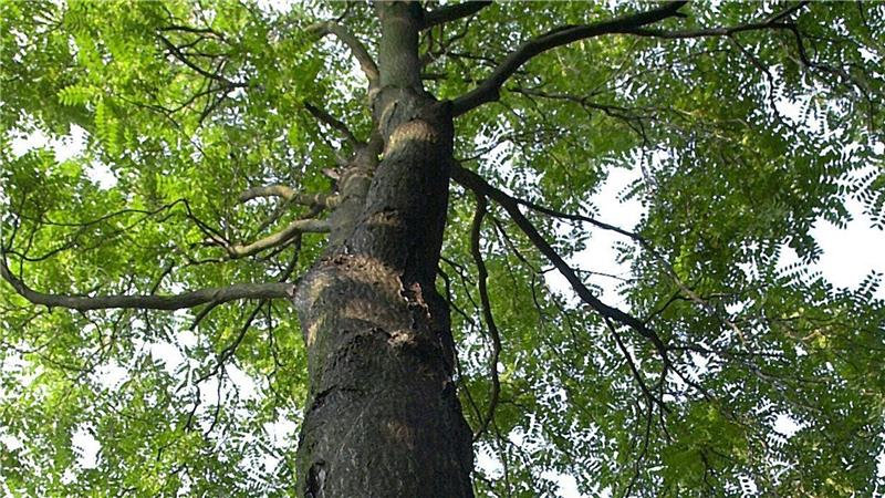 Der gestresste Stadtbaum - Was ihm helfen kann Der Götterbaum ist robust, aber nicht unbedingt beliebt. Er verdrängt andere Arten.