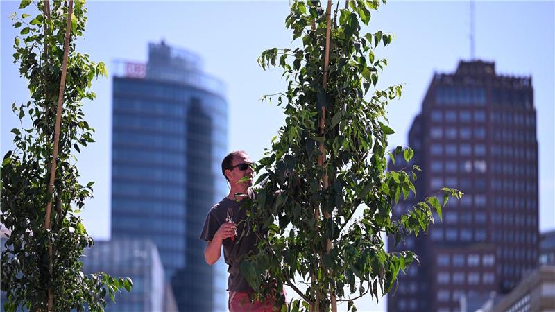 Der gestresste Stadtbaum - Was ihm helfen kann Der Zürgelbaum gilt als ein Baum der Zukunft.