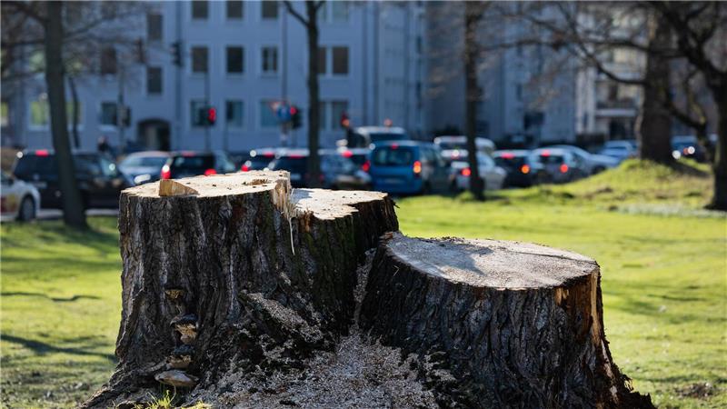 Der gestresste Stadtbaum - Was ihm helfen kann Kommunen müssen noch mehr zum Erhalt ihrer Bäume tun, mahnen Forscher.