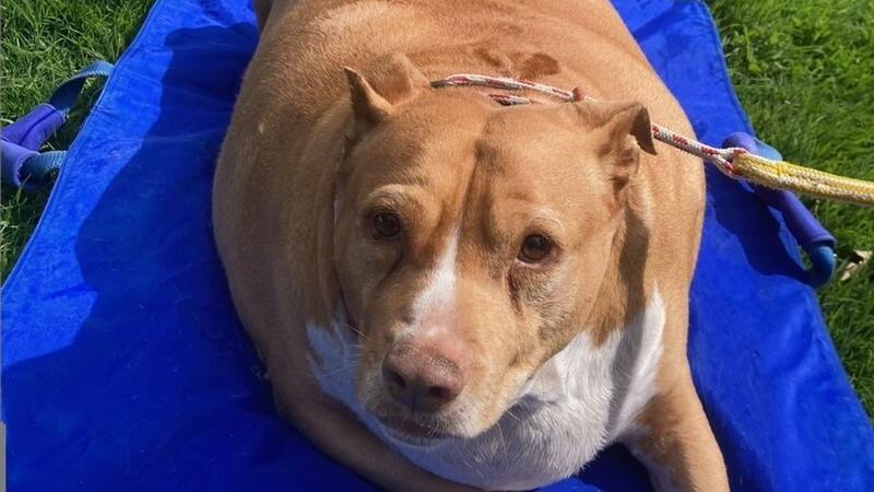 Hund überfüttert: Zwei Monate Haft für Neuseeländerin Nuggi bekam jeden Tag massenweise Hühnchen und Leckerli zu essen. (Archivbild)