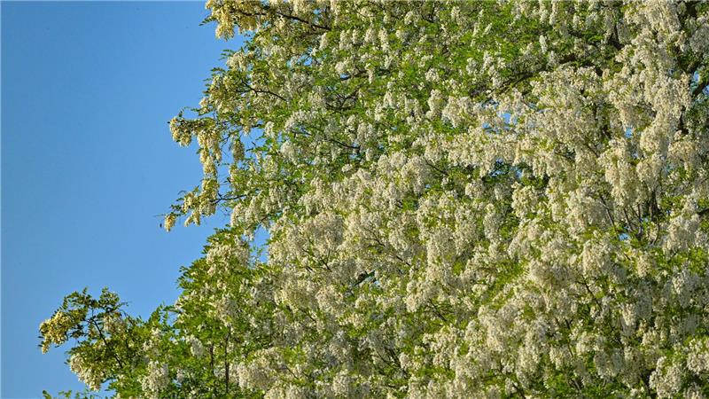 Der gestresste Stadtbaum - Was ihm helfen kann Robinien halten auch Hitze in Städten aus.