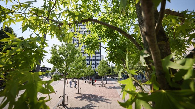 Der gestresste Stadtbaum - Was ihm helfen kann Stadtbäume müssen gut gepflegt werden, wenn sie überleben sollen.