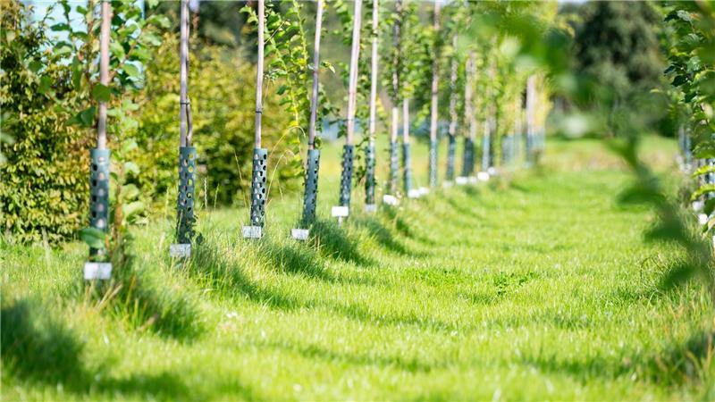 Der gestresste Stadtbaum - Was ihm helfen kann Welche Bäume können dem fortschreitenden Klimawandel in unseren Städten standhalten? Experten suchen nach Lösungen.